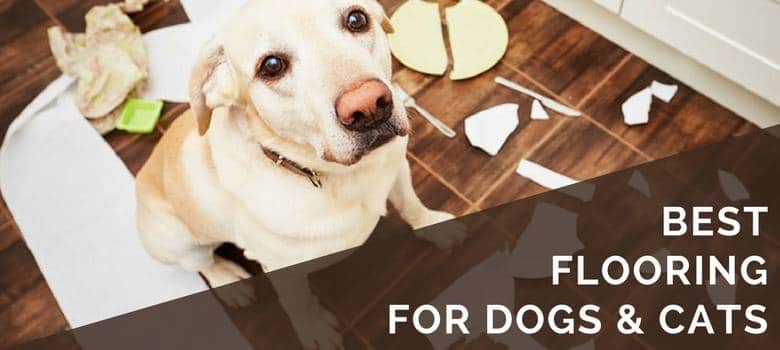 6 Best Pet Friendly Flooring Options For Your Dogs Cats Floor Critics