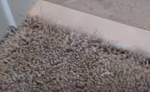 Carpet Fraying