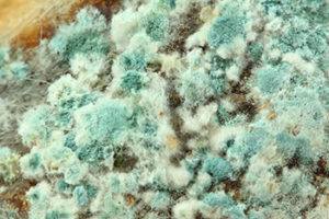 What Is Mold?